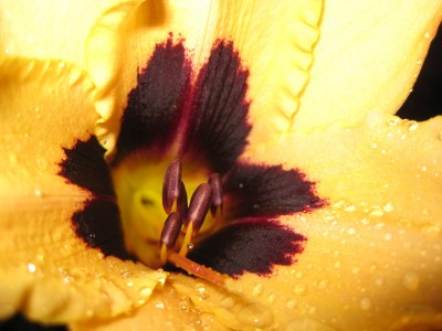 Hemerocallis Wild Horses_6890.jpg