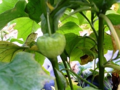PICT0292.JPG