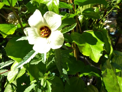 Hibiscus trionum verkl.jpg