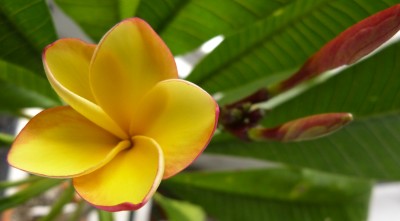 Plumeria rubra  Lueang Rotchana verkl.jpg
