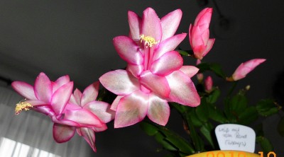 DSCI0938.JPG