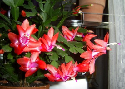 PIC_0009 (640x457).jpg