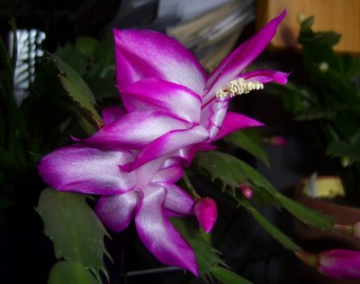 PIC_0006 (640x504).jpg