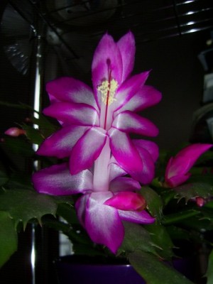 PIC_0001 (480x640).jpg