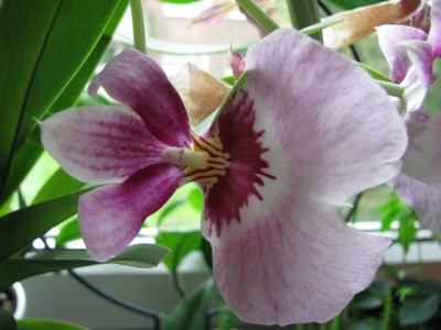 halbe Miltonia.jpg