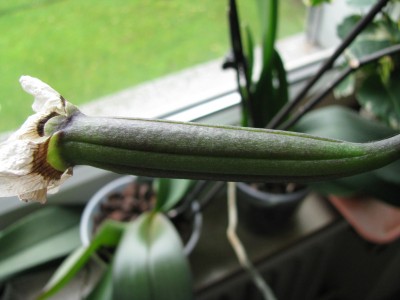 Phlops Samenkapsel.jpg