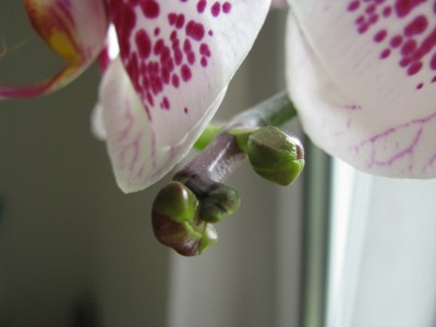 Phlops Knospen.jpg