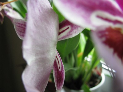 Miltonia Rest.jpg