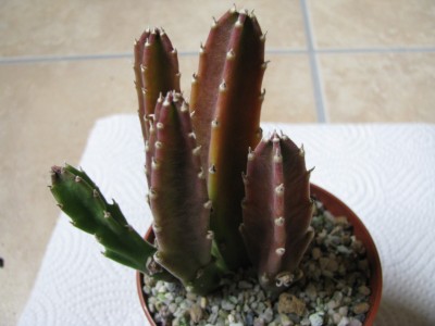 Stapelia grandifora.jpg