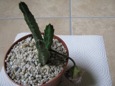 Stapelia gariepensis.jpg