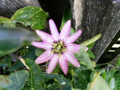 PICT0283.JPG