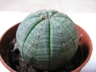 Euphorbia.jpg