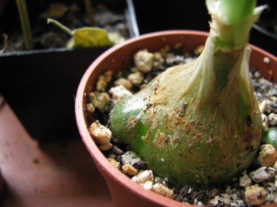 Ornithogalum caudatum 3.jpg