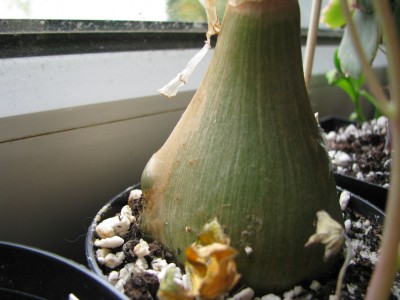 Ornithogalum caudatum.jpg
