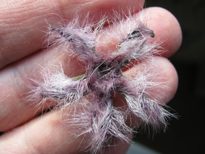 Stapelia gariepensis Blüte getrocknet.jpg