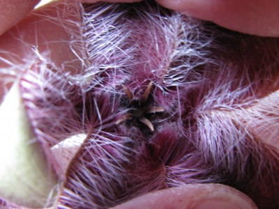 Stapelia gariepensis Blüte.jpg