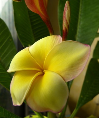 P.r. Lueang Rotchana verkl.jpg