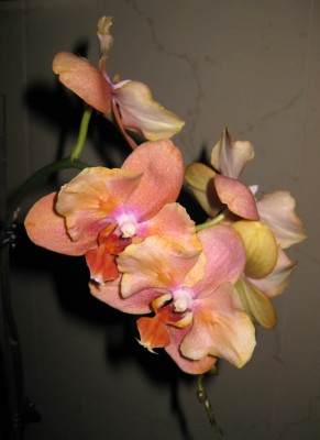 Pelorische Phalaenopsis_7650.jpg