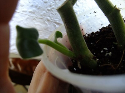 DSCF8350.JPG