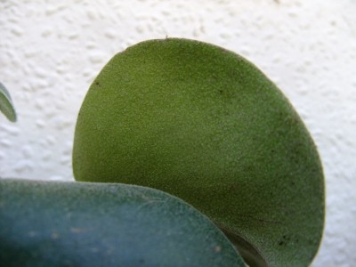 DSCF8346.JPG