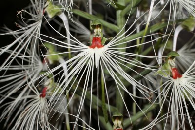Habenaria myriotricha 2008-4 (4).jpg