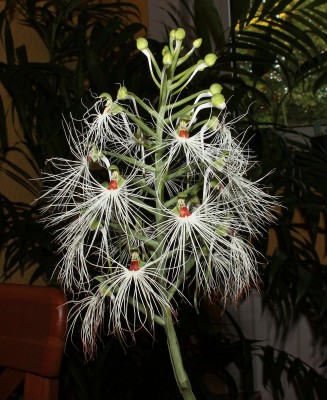 Habenaria myriotricha 2008-4 (6).jpg