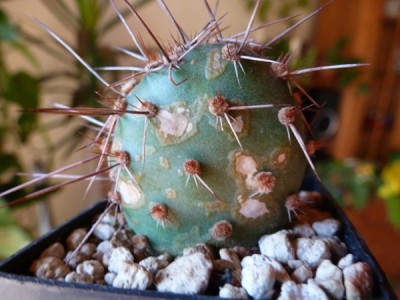 opuntia fragilis füssen.jpg