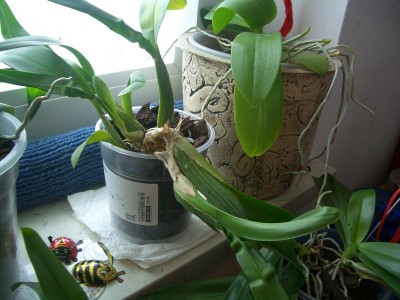 oncidium.jpg