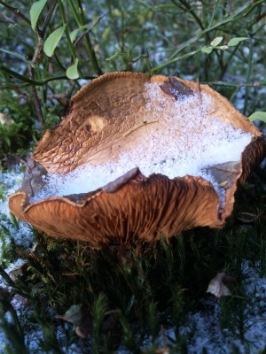 2012-10-28 12.34.27.jpg