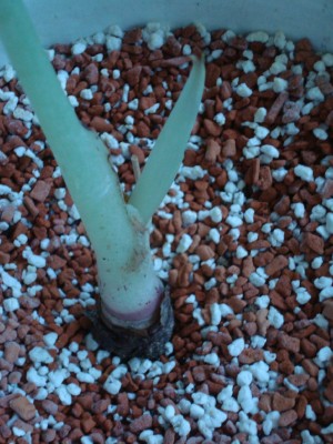 Alocasia black velvet.jpg