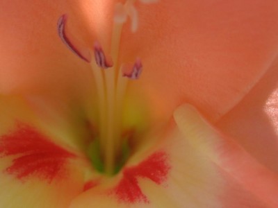 gladiole 3.jpg