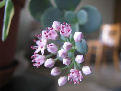 Hylotelephium sieboldii Blüte.jpg