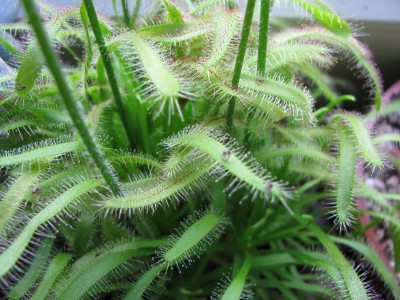 Drosera makro.jpg