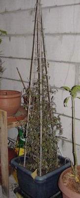 plumbago.jpg