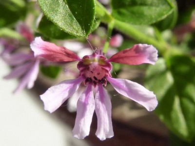 20120528 086 - Kopie (640x480).jpg