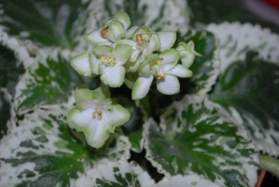 AfricanViolet 070yy.jpg