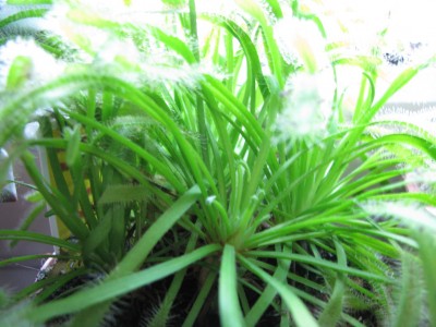 Drosera Urwald.jpg