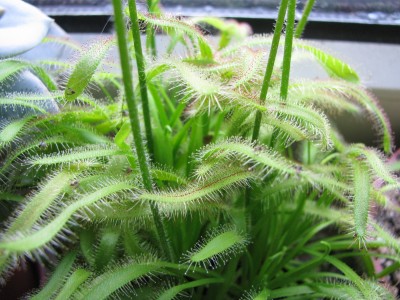 Drosera 2.jpg