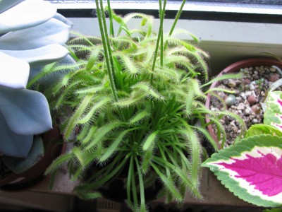 Drosera.jpg