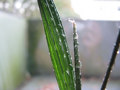 Palme Wassertropfen.jpg