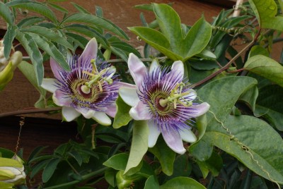 Passiflora 20120922_DSC_11051.jpg