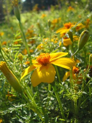 tagetes.JPG