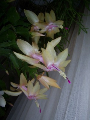 PIC_0008 (480x640).jpg