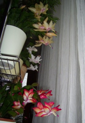 PIC_0002 (443x640).jpg