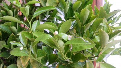 Mandarine Blüte okt 2012.jpg