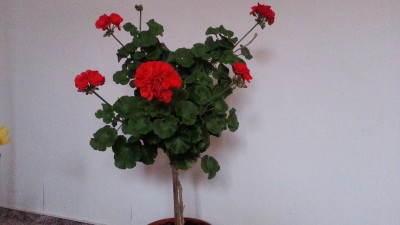 Geranienstämmchen Okt 2012.jpg