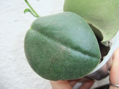 DSCF8351.JPG