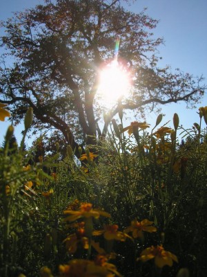 sonnenbaum.JPG