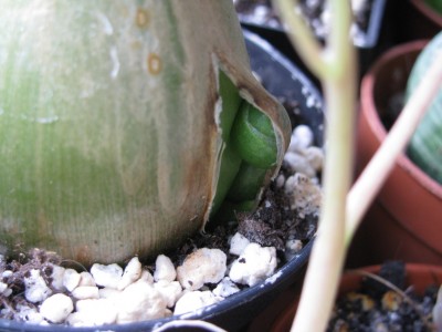 Ornithogalum caudatum Geburt Drillinge.jpg