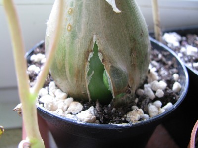 Ornithogalum caudatum Geburt 2.jpg